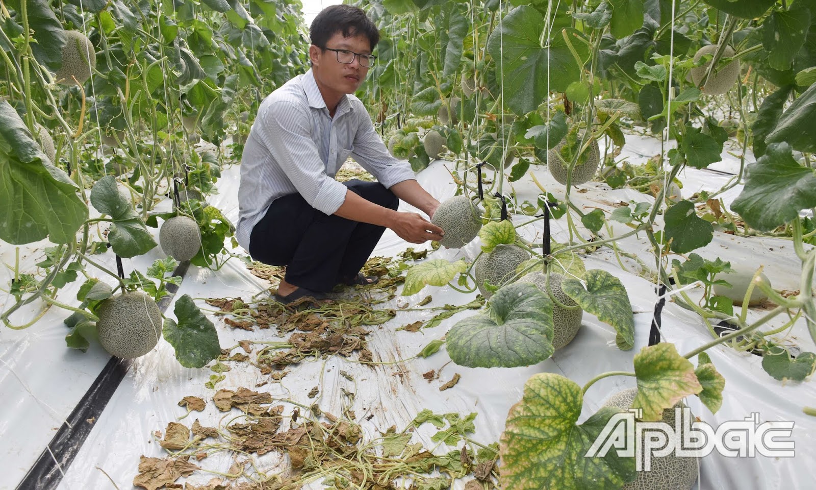 Thị trường nông sản tuần qua: Giá gạo Việt Nam, Thái Lan đều giảm